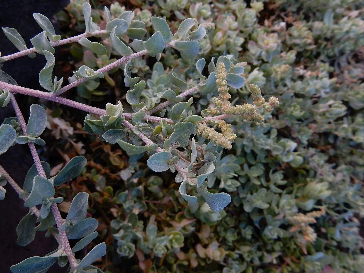 Atriplex glauca